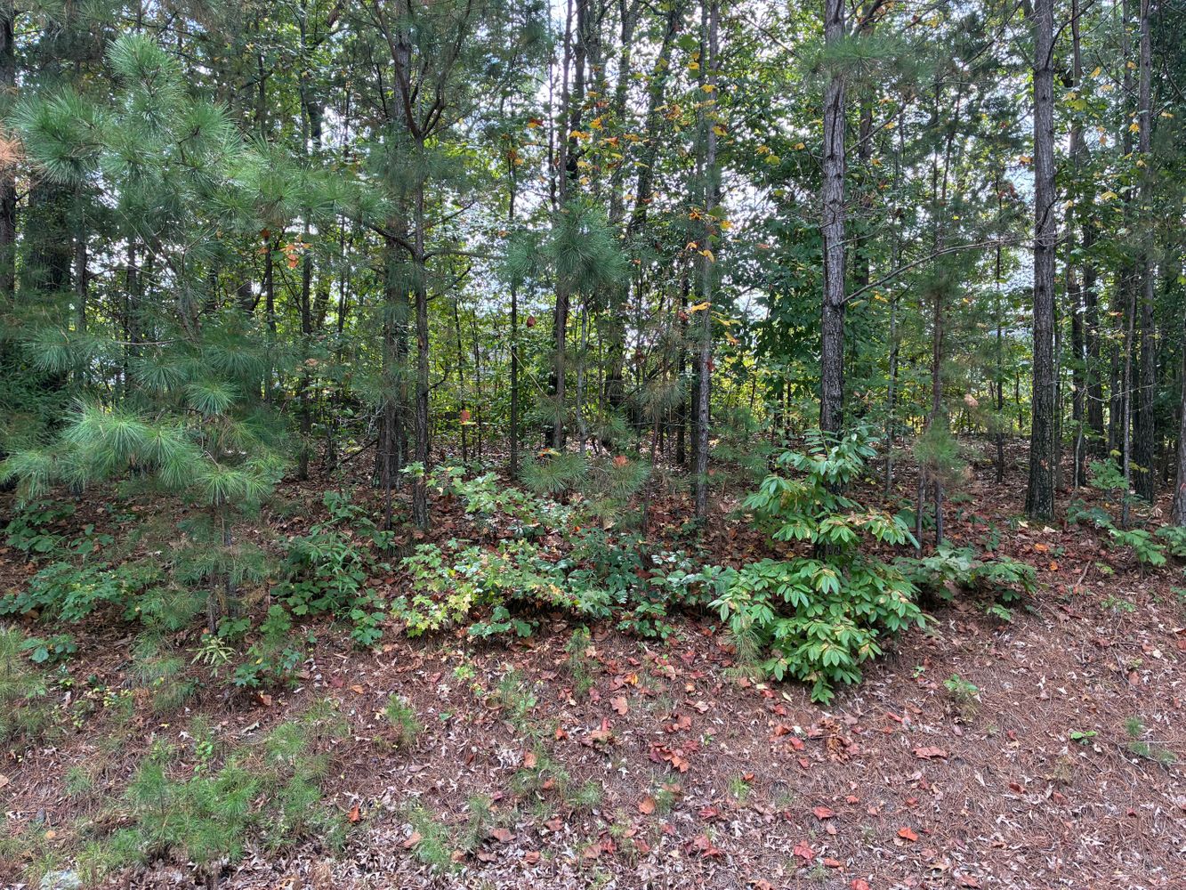 Chatham Ridge Dr, Buford GA 30518 on Alcove